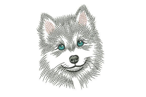 Download Siberian Husky Dog - Siberian husky dog Collection